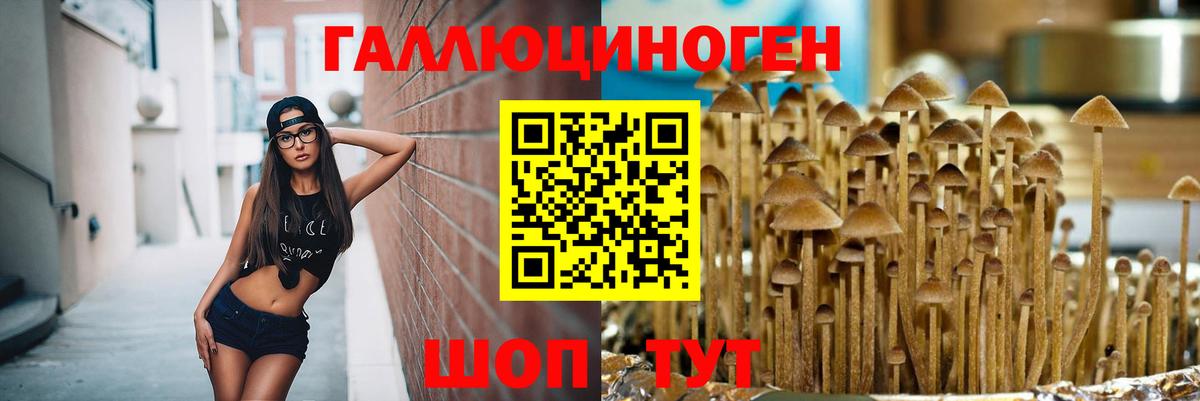 Псилоцибиновые грибы Cubensis Торжок